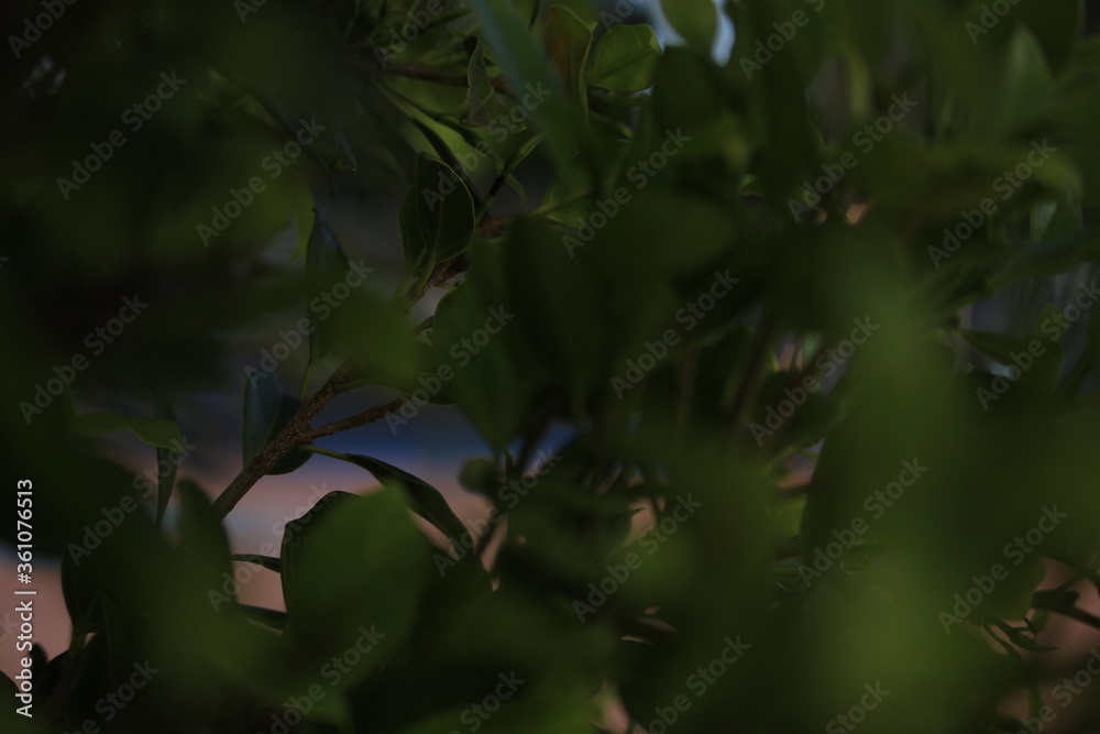 Primer plano de hojas verdes en la naturaleza