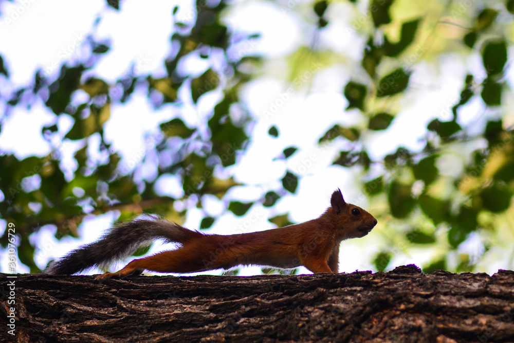 Red squirrel on tree. Squirrel on tree. Beautiful red squirrel in the city park. Rodent. Summer Red squirrel on tree. Squirrel on tree. Beautiful red squirrel in the city park. Rodent. Summer
