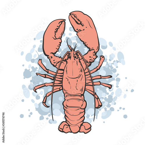 vector sketch crayfish underwater animal sea food