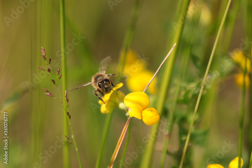 a bee collects nectar in a flower meadow © Максим Дятловский