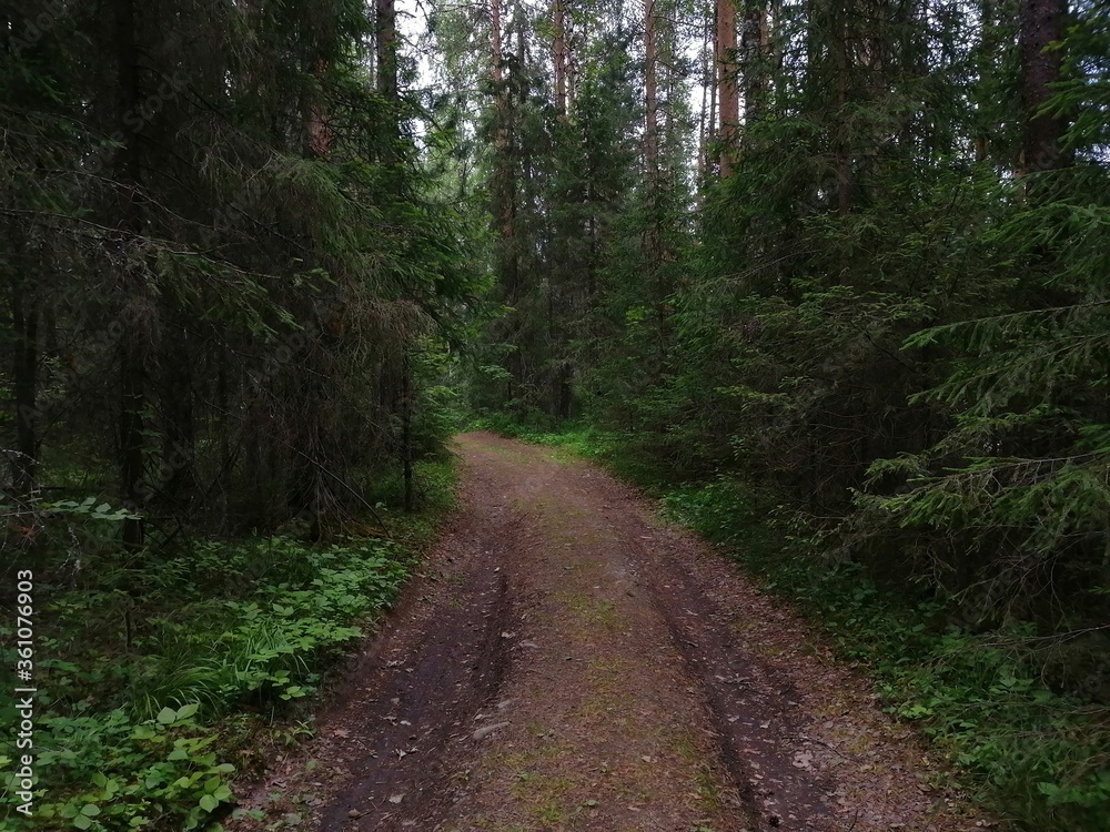 Fototapeta premium path in the woods