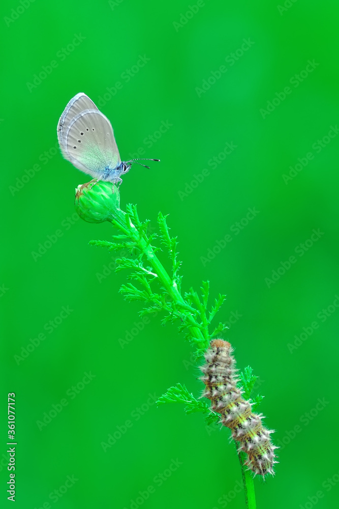 custom made wallpaper toronto digitalCloseup beautiful butterfly sitting on the flower in a summer garden

