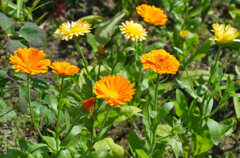 Flowers of calendula (lat. Calendula officinalis) in the garden Flowers of calendula (lat. Calendula officinalis) in the garden