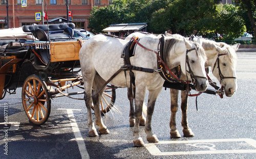 horses with a carriage for tourists ride around the city © Елена Кондратюк