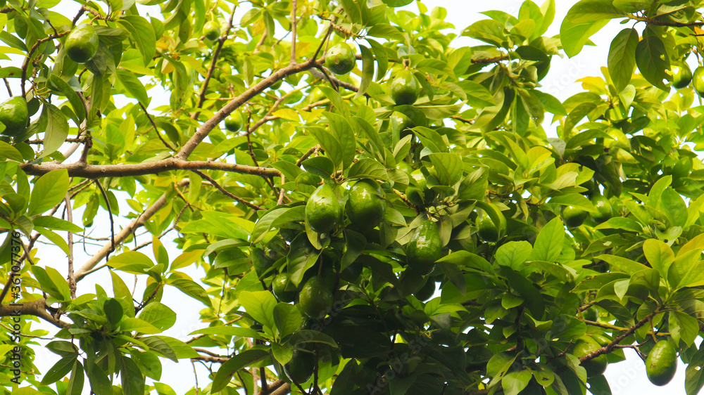 Fototapeta premium The 8th avocado species in the avocado breeding park, Tak, Thailand