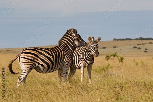 Two Burchell s zebra standing in afternoon sun