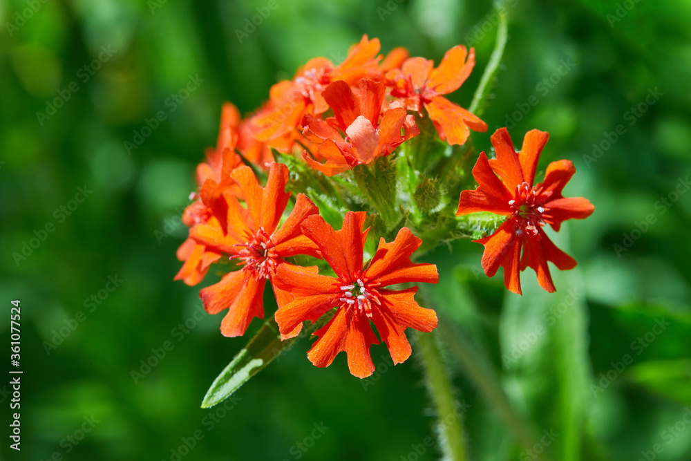 Lychnis chalcedonica syn Silene chalcedonica - Maltese cross or Jerusalem cross flower growing in the field. Lychnis chalcedonica syn Silene chalcedonica - Maltese cross or Jerusalem cross flower growing in the field.