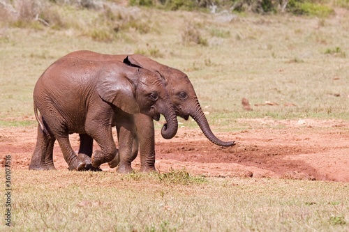 Two young African elephant calves running towards a water hole