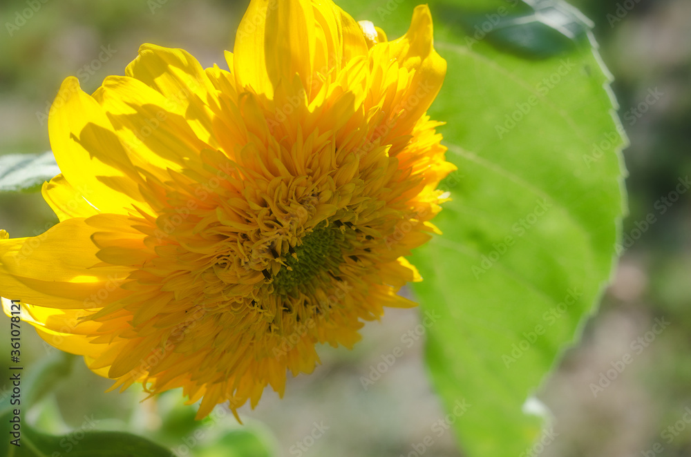 yellow decorative sunflower flower in the garden, decorative sunflower close up yellow decorative sunflower flower in the garden, decorative sunflower close up