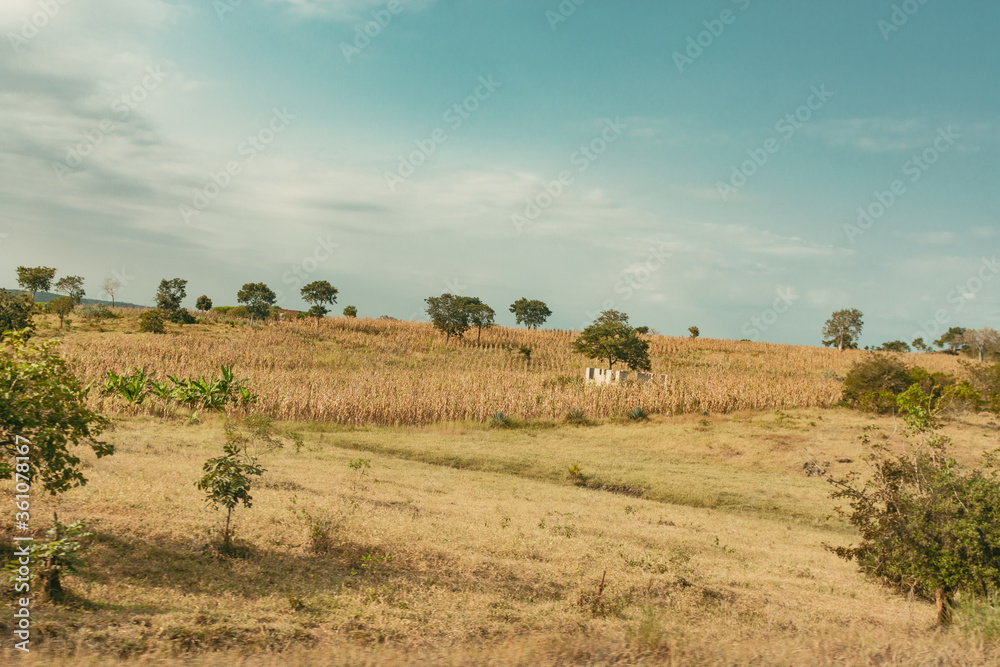 A dry maize farm landscape in Morogoro Tanzania