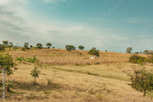 A dry maize farm landscape in Morogoro Tanzania