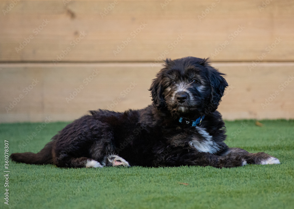 Fototapeta premium A Groodle Puppy - an oodle of sorts