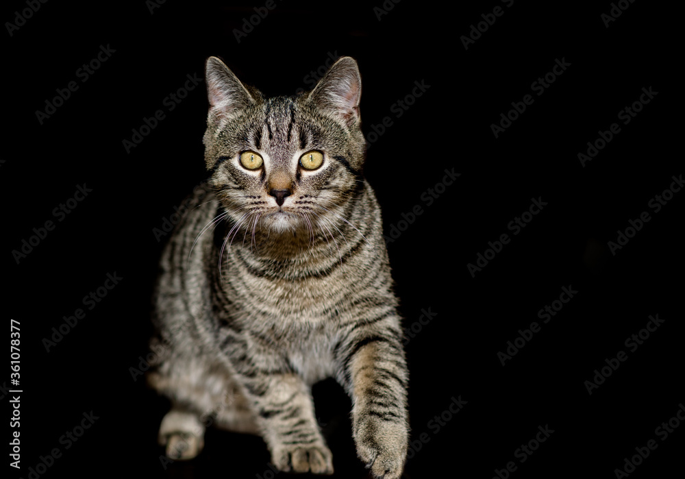 Portrait of a cat walking to the camera Portrait of a cat walking to the camera