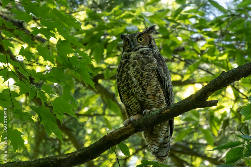 Female Great horned owl watches its young that have left the nest Female Great horned owl watches its young that have left the nest