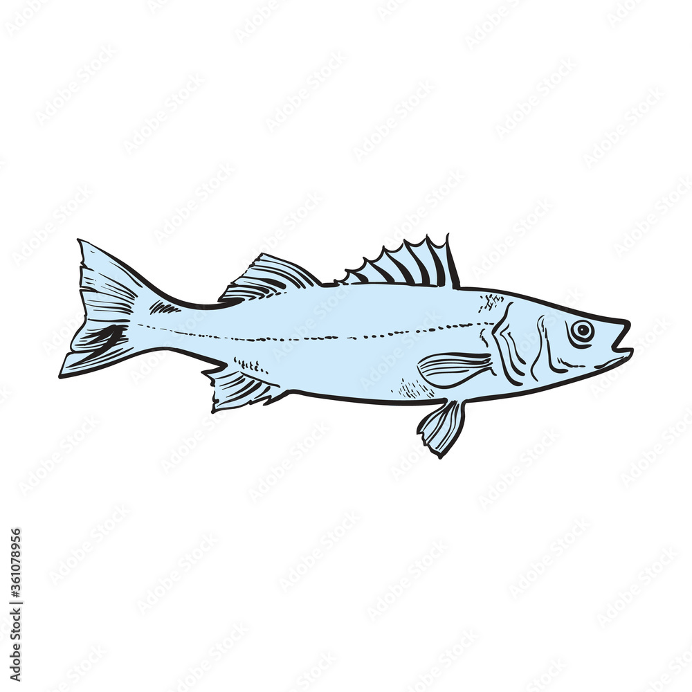 vector sketch sea bass fish underwater animal food vector sketch sea bass fish underwater animal food
