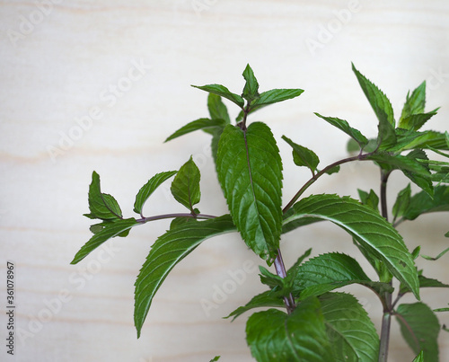 peppermint plant (Mentha piperita)