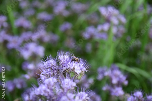 Phacelia plantation, close-up of a bee pollinating a flower. Summer day.