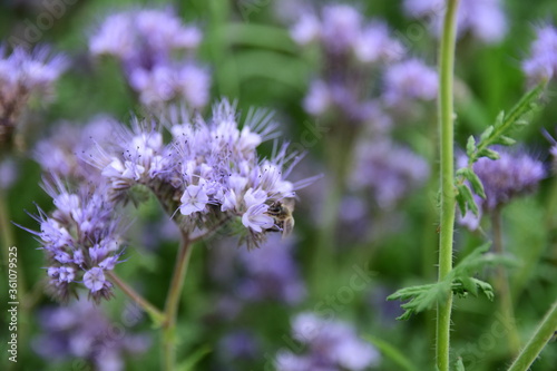 Phacelia plantation, close-up of a bee pollinating a flower. Summer day.