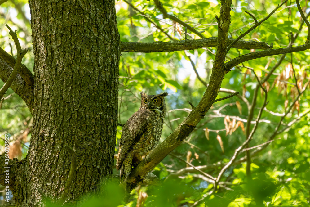 Female Great horned owl watches its young that have left the nest Female Great horned owl watches its young that have left the nest