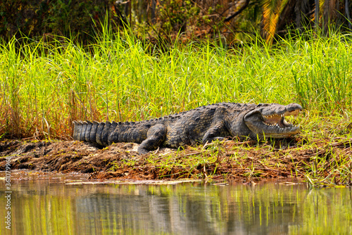Krokodil am Ufer des Okavango River in Botswana