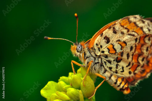 Closeup beautiful butterfly sitting on the flower in a summer garden