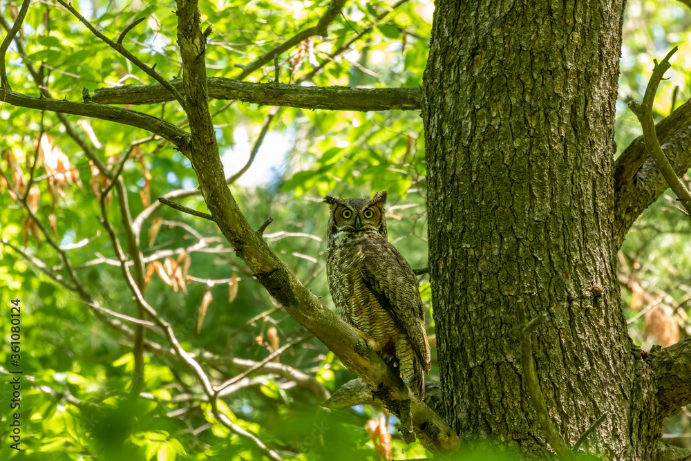 Female Great horned owl watches its young that have left the nest Female Great horned owl watches its young that have left the nest