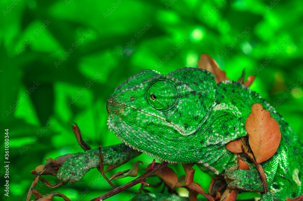 Obraz premium Macro shots, Beautiful nature scene green chameleon 
