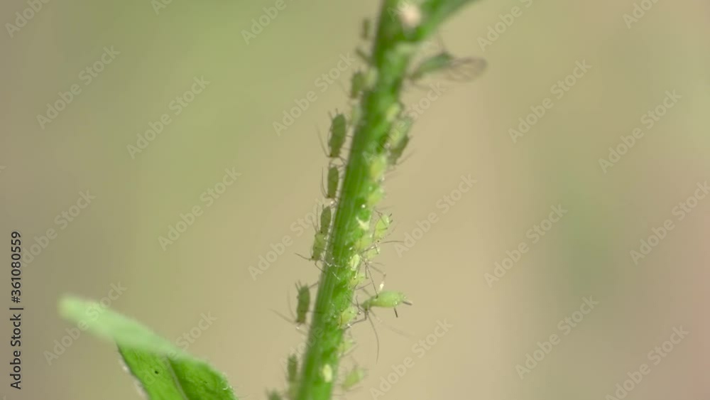 Green Aphids on Daisy stem