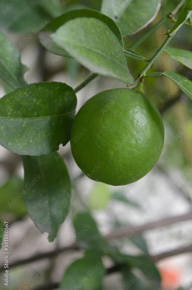 lemon on tree lemon on tree