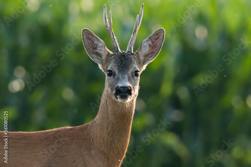 Tela Roe deer buck