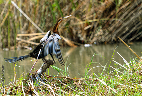 Afrikanischer Schlangenhalsvogel am Ufer des Okavango River in Botswana photo