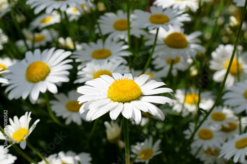 White garden chamomiles on the flower bed illuminated by the sun rays