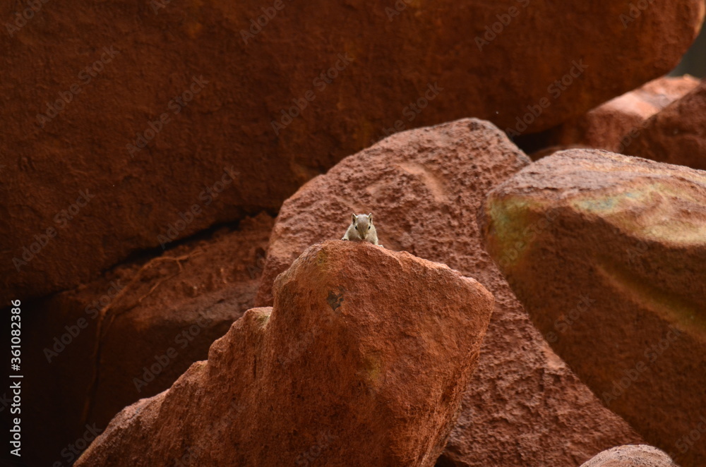 squirrel on the rock squirrel on the rock