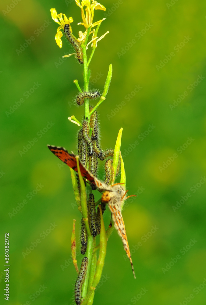 Fototapeta premium Close up beautiful caterpillar of butterfly 
