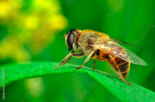 Beautiful  Bee macro in green nature  © blackdiamond67