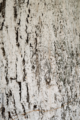Texture of  the tree bark painted with white paint