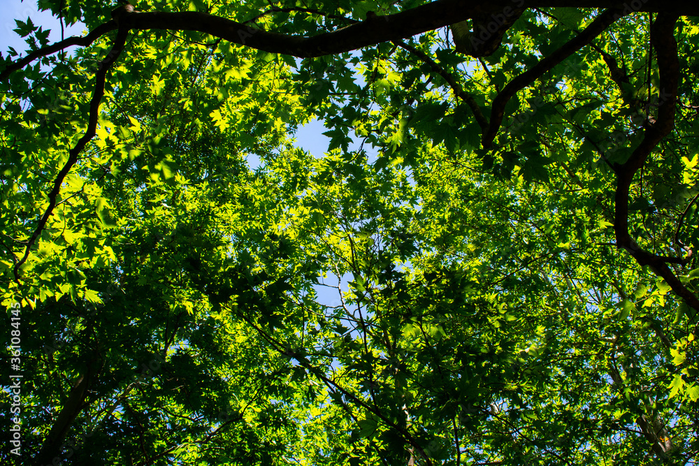 Maple trees top in bright sunlight Maple trees top in bright sunlight