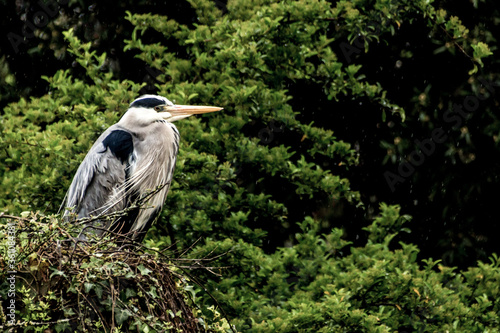 A gray heron sitting in a nest photo