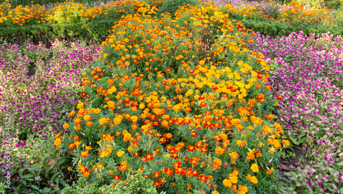lawn is planted with colorful flowers © Анатолий Казаков