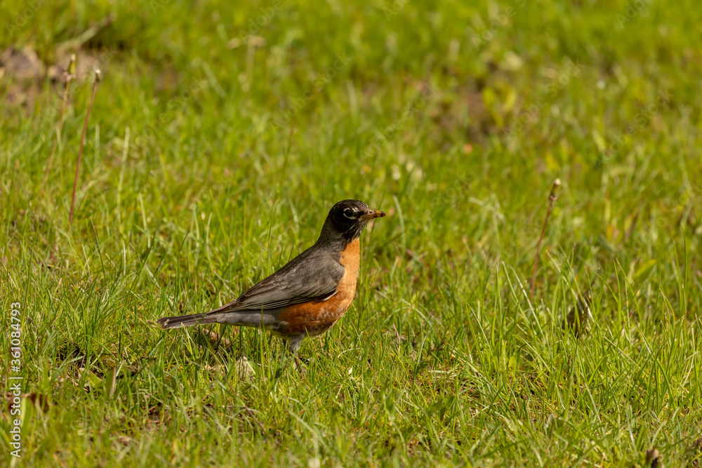 American robin brings worms and earthworms to the young American robin brings worms and earthworms to the young