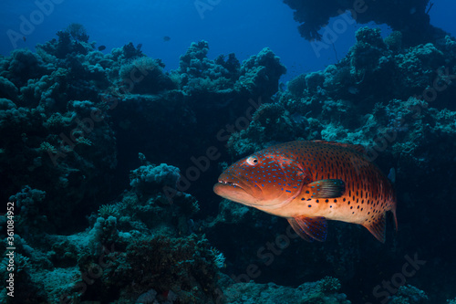 A large Red Sea coralgrouper (Plectropomus pessuliferus) photo