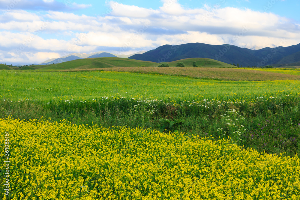 Beautiful spring and summer landscape. Lush green hills. Spring blooming herbs.