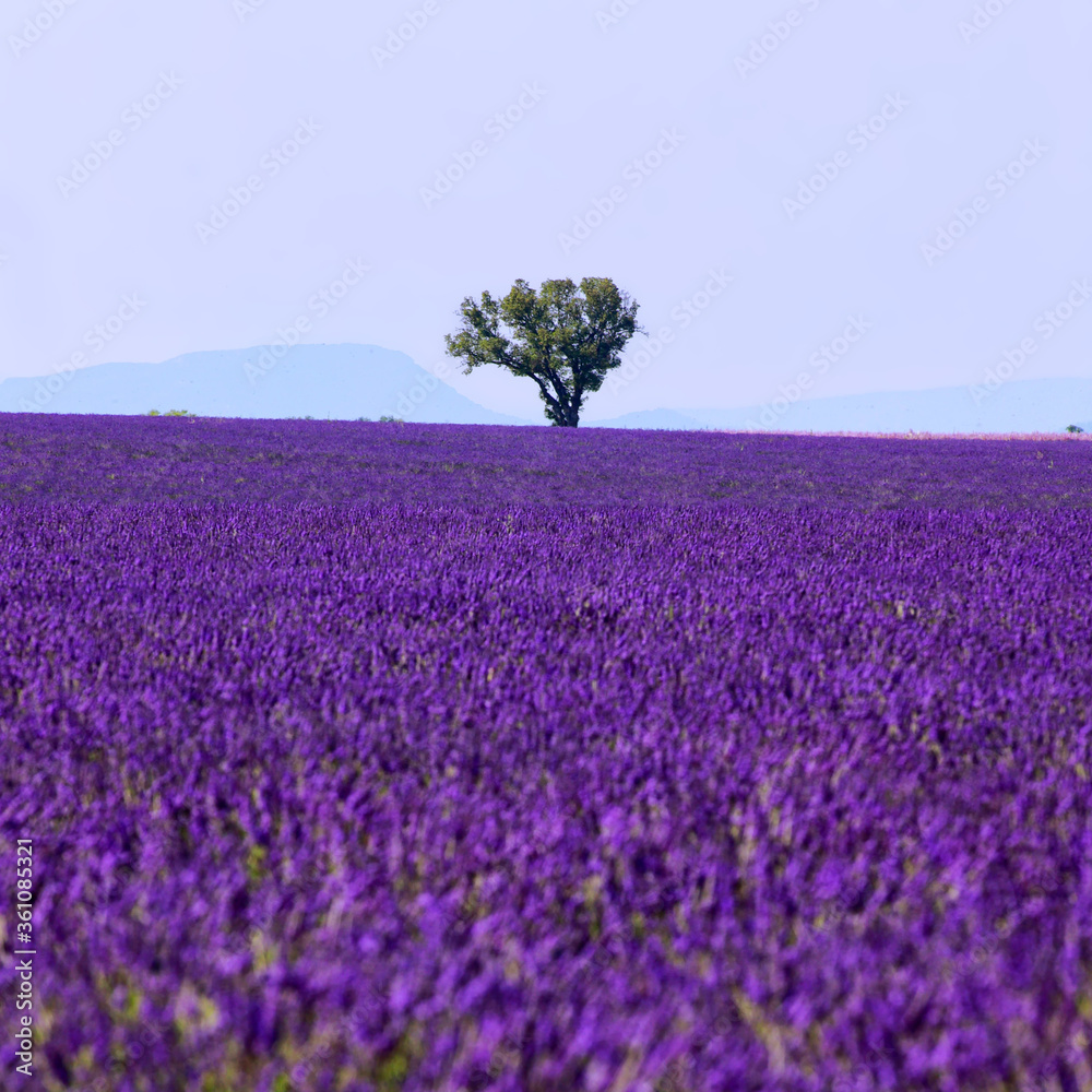 Obraz premium Champ de lavande en fleur sur le plateau de Valensole en Provence