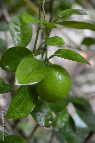 lemon tree with green leaves