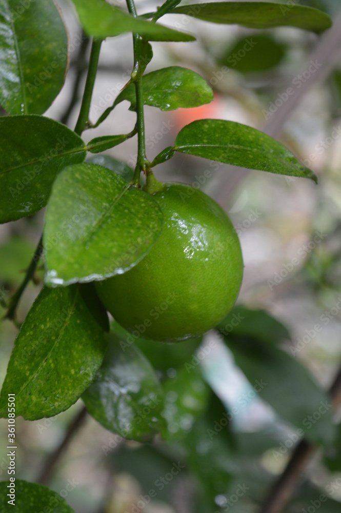 green lime on tree green lime on tree