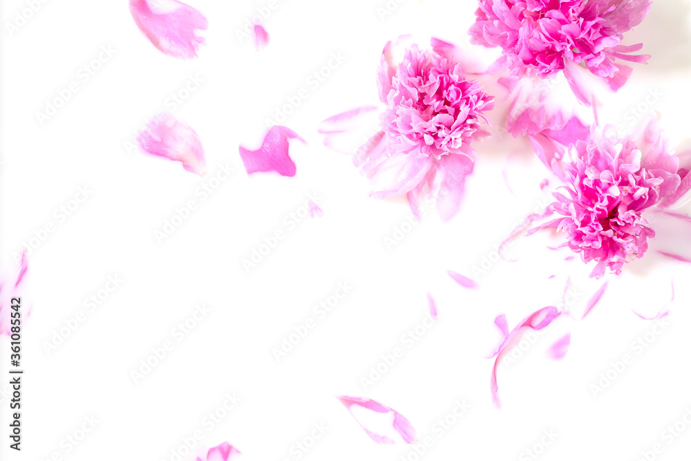 Flowers and milk. Bath Pink peony flower in milk. The concept of tender beauty, purity, freshness, naturalness. Copy space.