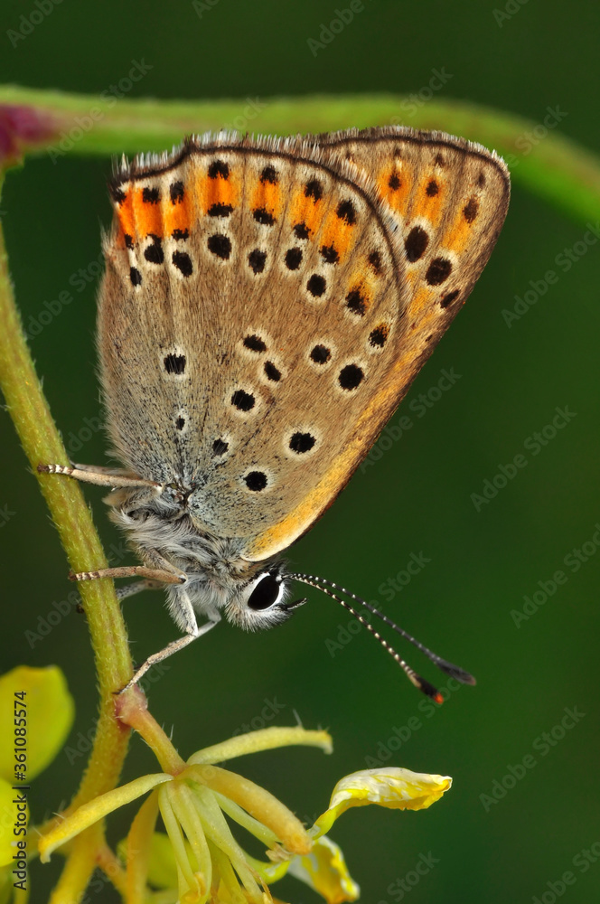 Fototapeta premium Closeup beautiful butterfly sitting on the flower in a summer garden