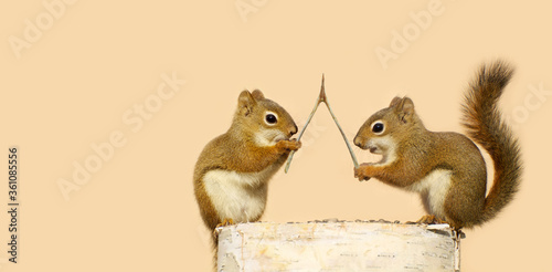Two red squirrels on a birch log, making wishes.