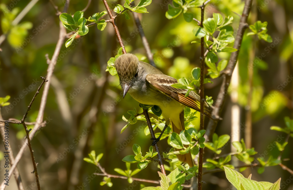 Fototapeta premium Great crested flycatcher on the state park