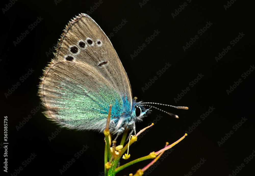 Fototapeta premium Closeup beautiful butterfly sitting on the flower in a summer garden